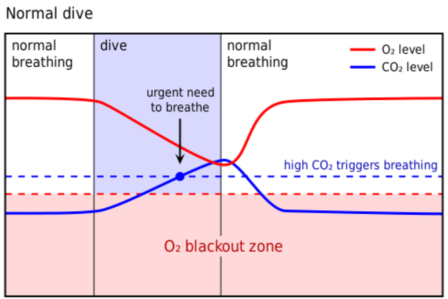 <p>In a normal dive, what triggers surfacing?</p>