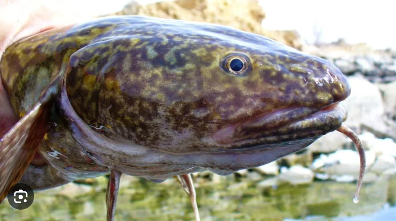<p>Burbot</p>