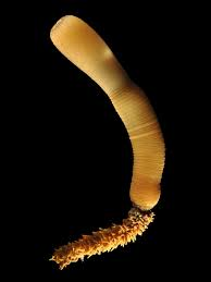 <p>Carnivorous marine worms</p><ul><li><p>occur in cold water both hemispheres</p></li><li><p>burrow head up</p></li></ul><p></p>