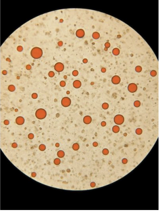 <p>stool chemical testing</p>