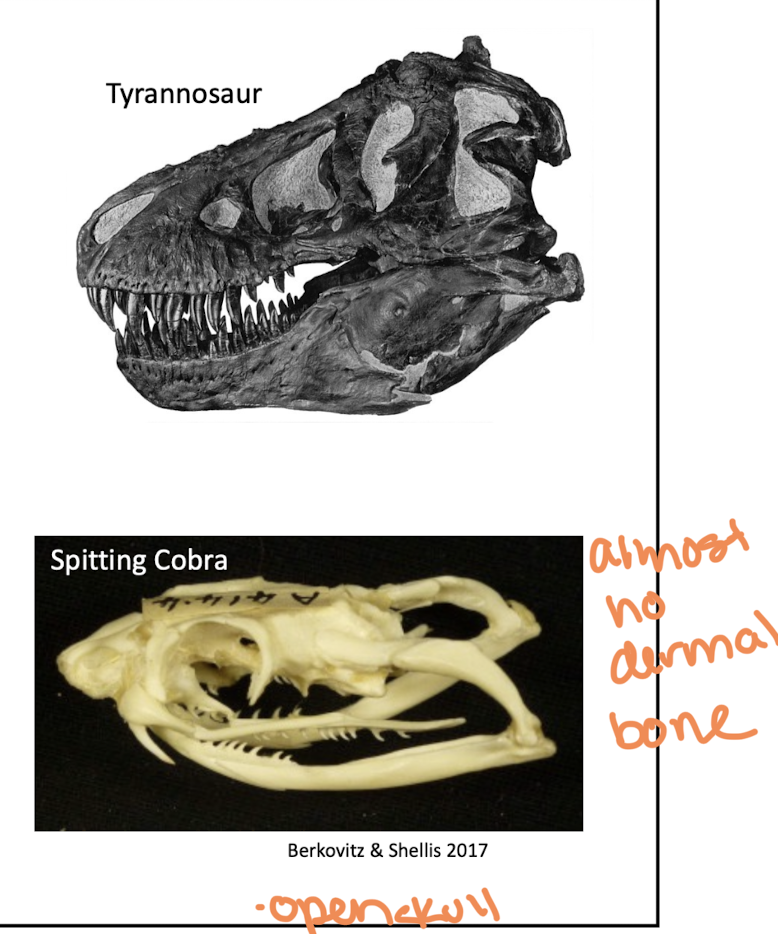<p>Two holes in temporal region of skull</p><p>typically found in reptiles</p><p>Can be extreme “openness”</p>