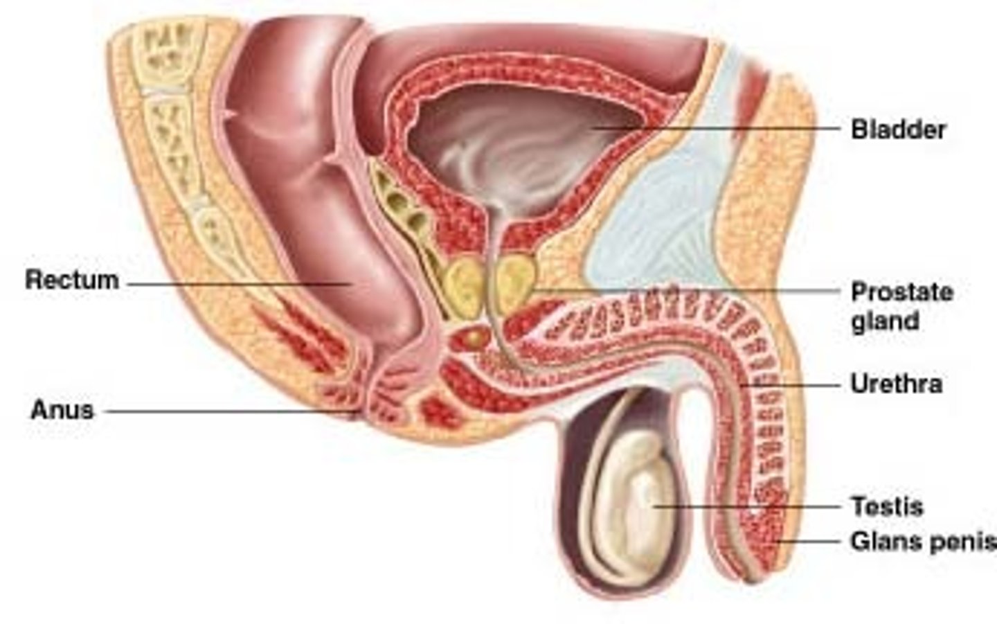 <p>anus</p>