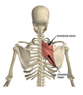 <p> Rhomboid Major: F</p>