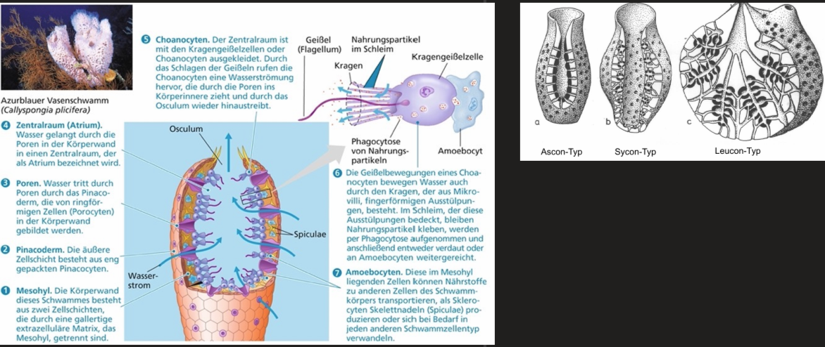 <ul><li><p><span>Differenzierte Zelltypen aber keine ausgebildeten Organe/Epithelien</span></p></li><li><p><span>Zellen mit hoher Plastizität (Wandelbarkeit)</span></p></li><li><p><span>Schlauch-, becher- oder pilzförmig</span></p></li><li><p><span>Sessil</span></p></li><li><p><span>Ernährung durch Symbionten</span></p></li><li><p><span>Schichten: Pinakoderm (Dermallager), Mesohyl, Choanoderm (Gastroderm, Zellen erzeugen ständigen Wasserstrom -> Phagocytose der Nahrungspartikel)</span></p></li><li><p><span>Ascon-Typ (einheitlicher Zentralraum), Sycon-Typ (Zentralraum mit Taschen), Leucon-Typ (Zentralraum gegliedert in viele Geiselkammern)</span></p></li></ul><p></p>