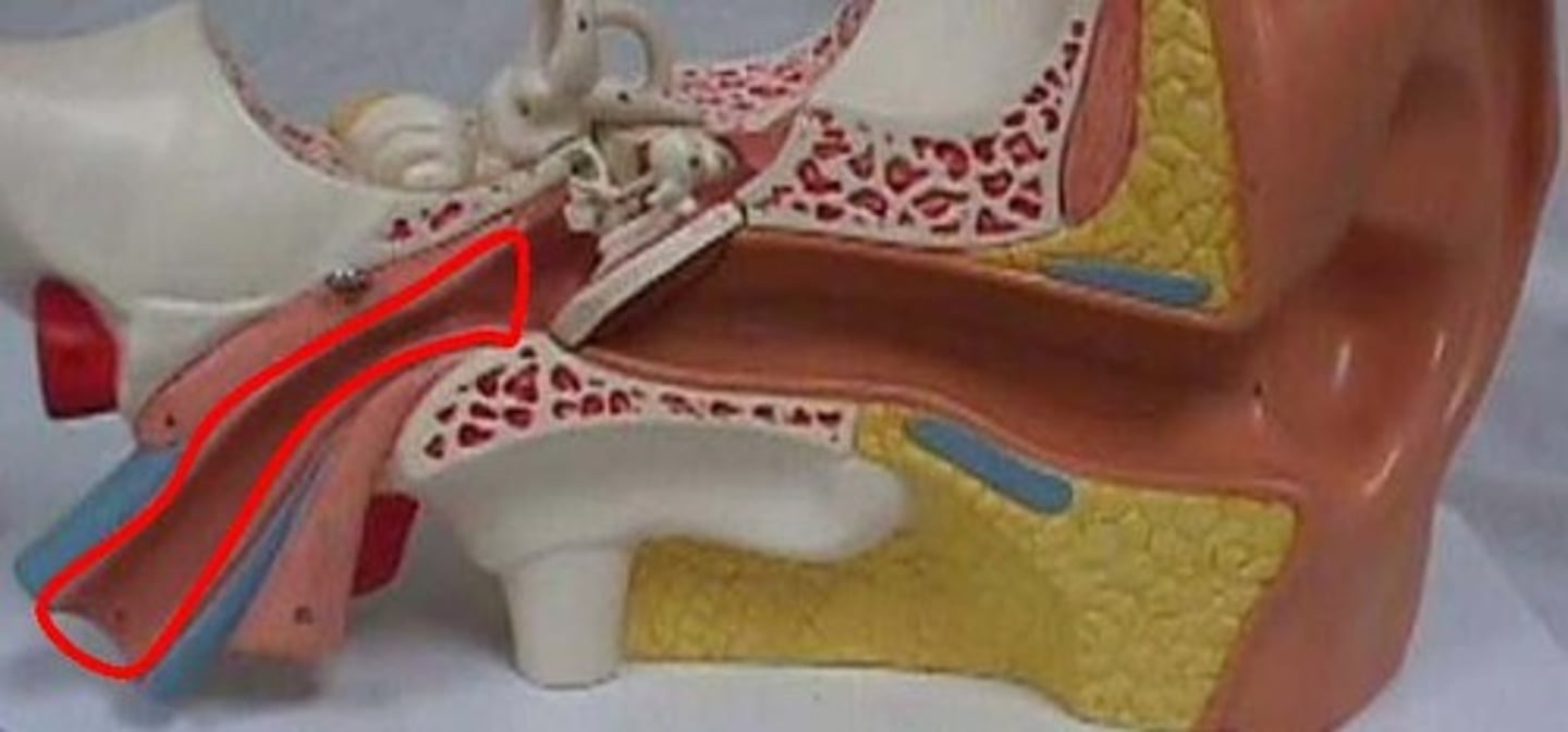 <p>The primary function is to ventilate the middle ear space, ensuring that its pressure remains at near normal environmental air pressure. The secondary function is to drain any accumulated secretions, infection, or debris from the middle ear space.</p>