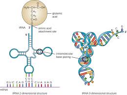 <p><span><span>Which molecule has the codon, and which has the anticodon?</span></span></p>