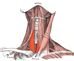 <p><span>EXTRINSIC INFRAHYOID</span><br><br><span>origin: posterior surface of manubrium sterni & 1st costal cartilage</span><br><br><span>insertion: oblique line of thyroid</span><br><br><span>innervation: XII hypoglossal and spinal nerves C1 and C2</span><br><br><span>function: draw thyroid cartilage down</span></p>