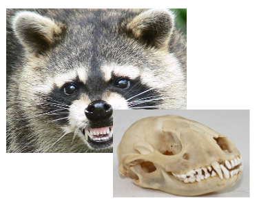 <p>Raccoons are in group _______.</p>