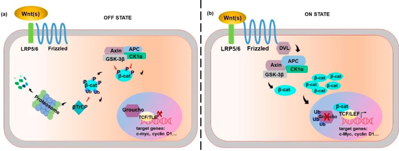 <p>Wnt binds frizzled receptor -> B-catenin no longer phosphorylated &amp; ubiquitinylated (not broken down by proteasome) -> binds target genes (C-Myc, cyclin D1) &amp; Groucho is ubiquitinylated instead (Groucho inhibits TCF/TLE transcription) </p>