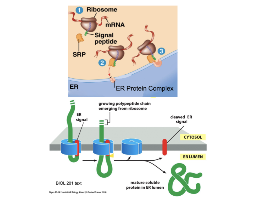 <p>Synthesis will begin in a free ribosome in the cytosol. ER made proteins will have a specific signal, and once synthesized, this signal will recruit an SRP. The SRP grabs the signal peptide sequence and delivers the protein to the ER membrane. </p>