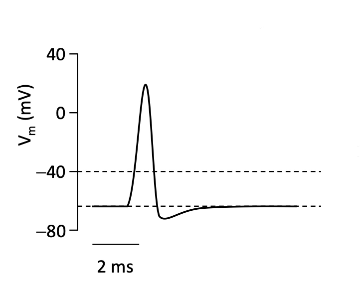 <p>Describe the phases of the action potential.</p>