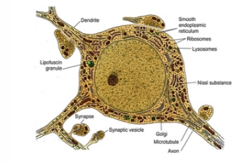 <p>Cell Body Soma of Neuron : Contains the nucleus and controls the activities of the neuron.</p>