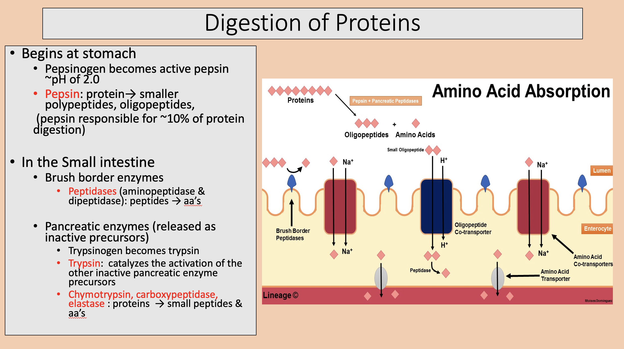 <p>digestion of proteins <span>in small intestine </span></p>