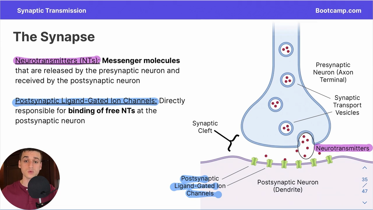 <p>messenger molecules that are released by the presynaptic neuron and received by the postsynaptic neuron</p>