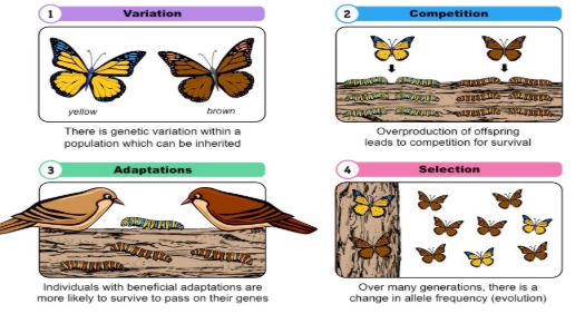 <p><span style="background-color: transparent;">Label and explain how natural selection is at work in the four diagrams.</span></p>