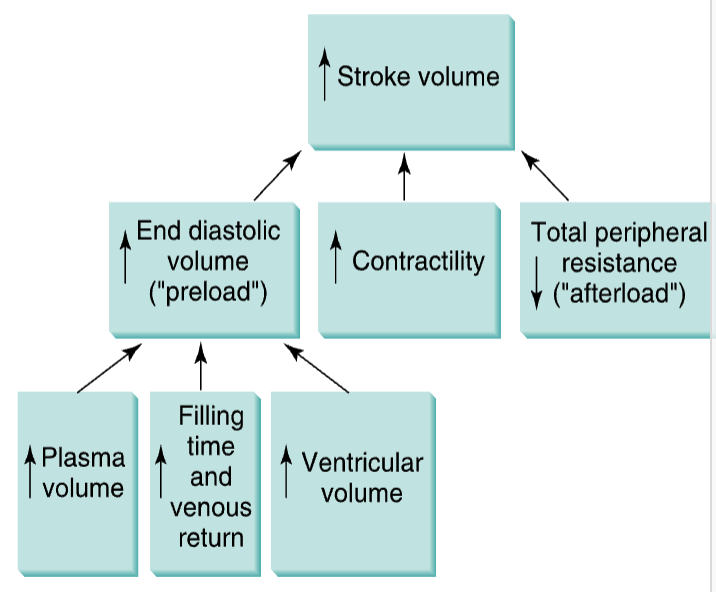 <p>↑ Preload</p><ul><li><p>↑ plasma volume, ↑ venous return, ↑ ventricular volume </p></li></ul><p>↓ Afterload</p><ul><li><p>↑ capillaries, ↑ maximal blood flow/no change in MAP, ↓ arterial constriction</p></li></ul><p>↑ Contractility </p><p>changes occur rapidly</p>