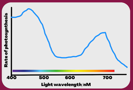 <p>action spectrum shows which wavelengths are most effective for photosynthesis due to the combined absorption of all pigments.</p><p>key point = Action spectra do <strong>not</strong> measure absorption directly.</p><ul><li><p>They measure <strong>rate of photosynthesis</strong> (e.g. oxygen production) at different wavelengths.</p></li></ul><p></p>
