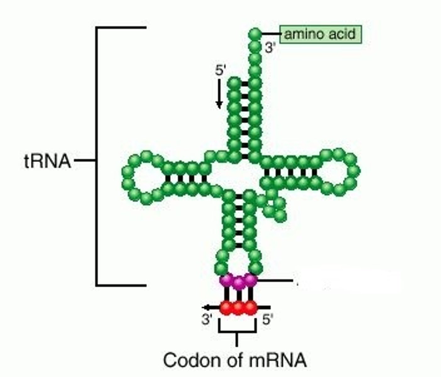 <p>A codon is a three-base sequence (three nitrogen bases in a row) on mRNA. It calls for a specific amino acid to be brought to the growing polypeptide. An anticodon is a three-base sequence on tRNA. It matches the codon.</p>
