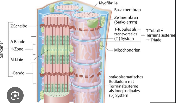 <ol><li><p>Mitochondrien</p></li><li><p>Satellitenzellen</p></li><li><p>T-System (transversale Tubuli)</p></li><li><p>L-System (sarkoplasmisches Retikulum) (Longtidunal)</p></li><li><p>Bindegewebe</p></li><li><p>Myofibrillen</p></li></ol><p></p>