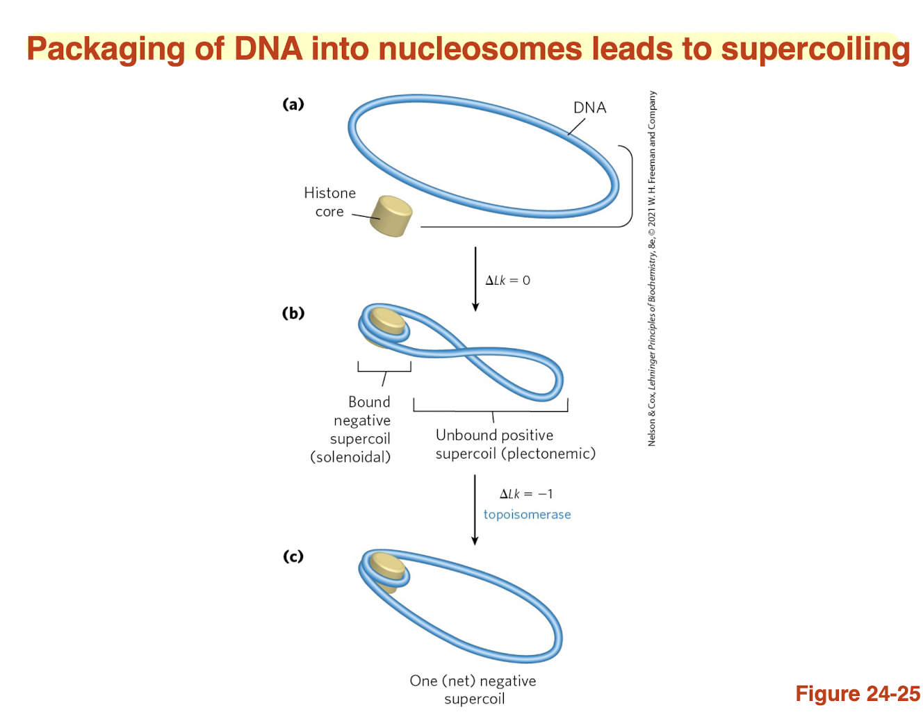<p>supercoiling </p>