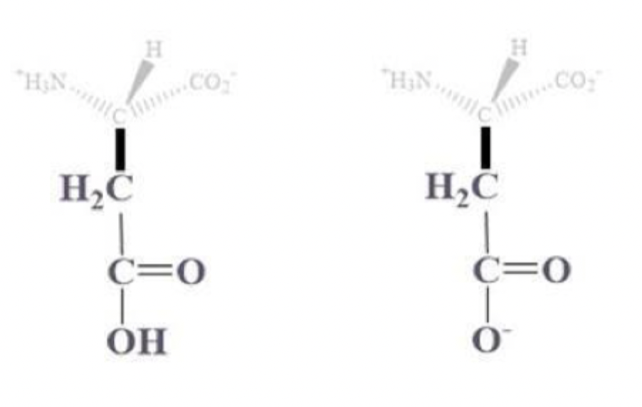 <ul><li><p>asp, D</p></li></ul><p></p><ul><li><p>CH2 - C which is bound to (=O) and OH (or O-) side chain</p></li></ul><p></p><ul><li><p>(-) charged amino acids at pH 7</p></li><li><p>hydrophilic and found on protein surface </p></li></ul><p></p>