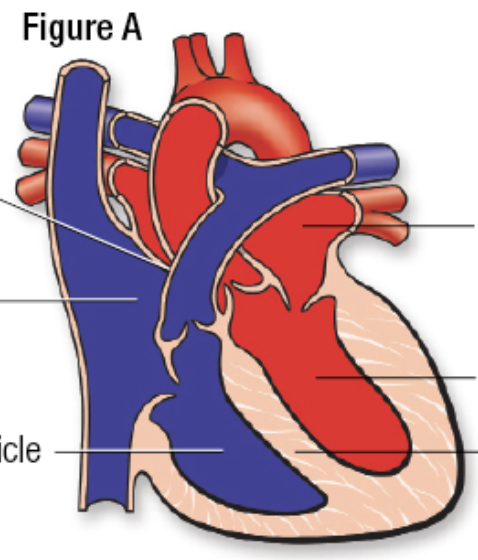 <p>bottom L arrow</p>