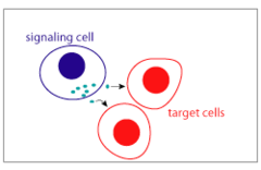 <p>- Secreted molecules diffuse locally and trigger a response in neighboring cells</p>