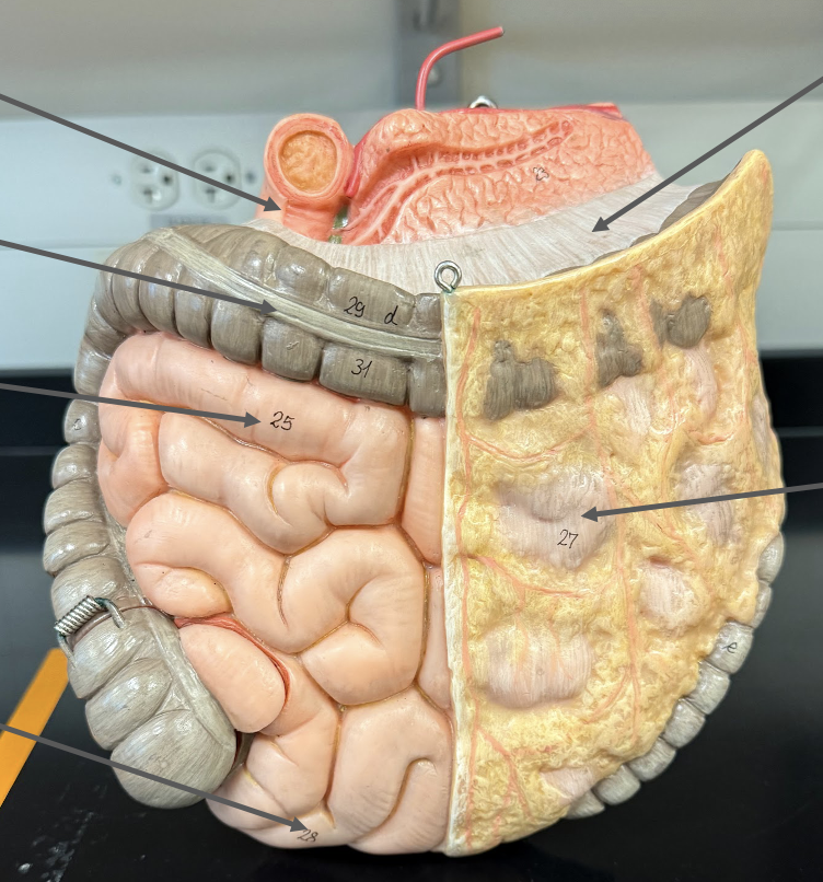 <p>Taenia coli</p>