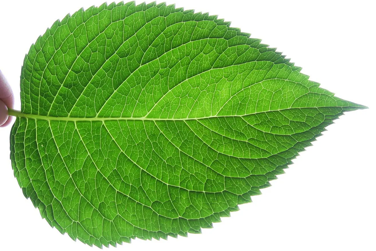 <p>inner part of leaf</p>