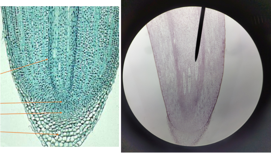 <ol><li><p>Name </p></li></ol><p></p>