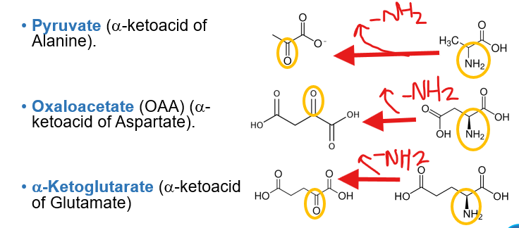 <p>The division of an amino acid is central to understanding nitrogen metabolism because each component follows a completely different metabolic fate.</p><p></p><p>What is the carbon skeleton </p>
