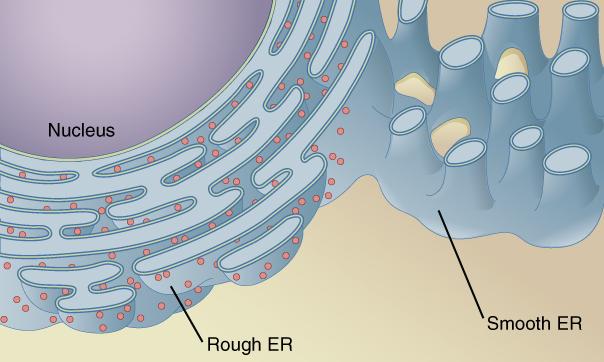 <p>ER <u>without</u> ribosomes</p><ul><li><p>involved in <strong>lipid synthesis</strong>, detoxification, and Ca²⁺ storage.</p></li></ul><p></p>