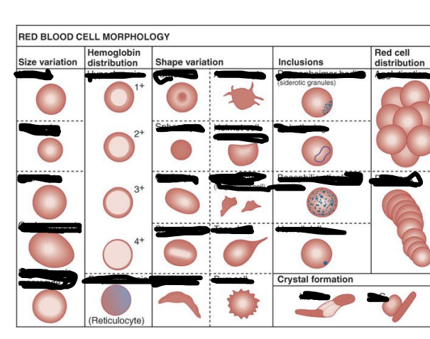 <p>describe each cells.</p>