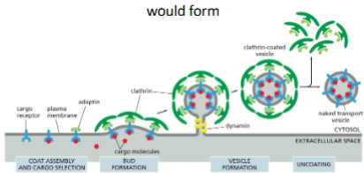 <p>The budding of clathrin-coated vesicles from eukaryotic plasma membrane fragments can be observed when adaptins, clathrin, and dynamin are added to the membrane preparation. What would you observe if you omitted (A) adaptins, (B) clathrin, or (C) dynamin?</p>