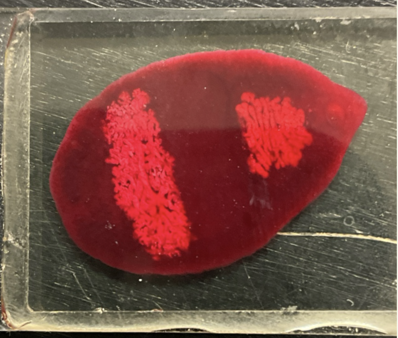 <p></p><p>Kingdom?</p><p class="p1">Phylum?</p><p class="p1">Class?</p><p class="p1">Subclass? </p><p class="p1">Order?</p><p class="p1">Family?</p><p class="p1">Species/Stage?</p>