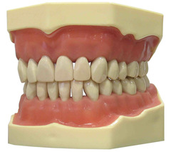 <p>artificial model of teeth used for teaching</p>