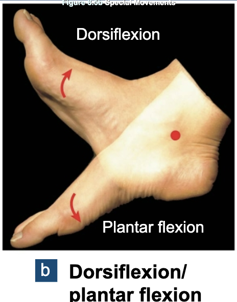 <p><span>Dorsiflexion vs. Plantar Flexion (Joint Motion)</span></p>