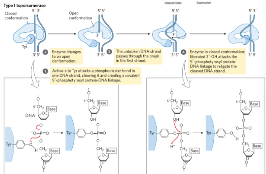 <p><strong>KNOW THE ARROW PUSHING</strong></p><ol><li><p>Active site Tyrosine attacks a phosphodiester bond (breaks it)</p></li><li><p>enzyme changes to an open conformation</p></li><li><p>the unbroken strand swivels through the break in the first strand</p></li><li><p>The enzyme in closing position</p><ol><li><p>liberate 3’ hydroxyl attacks the phosphotyrosine linkage to re-ligate</p><ol><li><p>reform the phosphodiester bond </p></li></ol></li></ol></li></ol><p></p>