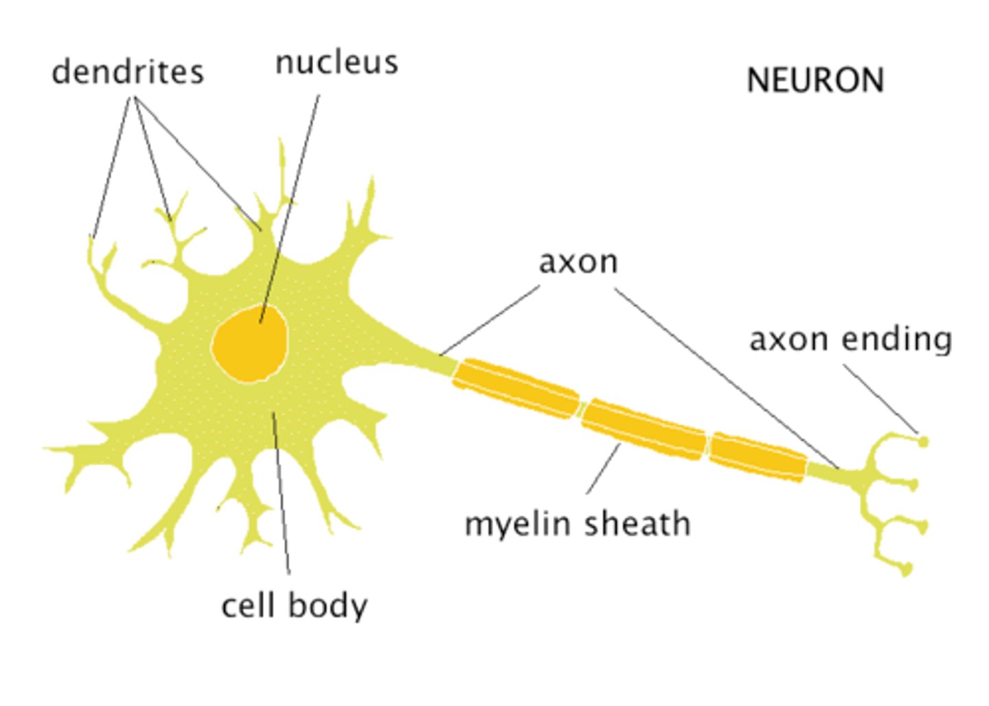 <p>Branchlike parts of a neuron that are specialized to receive information.</p>