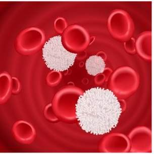 <p><span style="line-height: inherit;"><strong>Function</strong>: Transport of gases, nutrients, wastes, and other substances.</span></p><p><span style="line-height: inherit;"><strong>Structure</strong>: Fluid matrix called plasma; parenchyma consists of cells and fragments of cells (formed elements).</span></p><ul><li><p><span style="line-height: inherit;">Red blood cells: Carry oxygen.</span></p></li><li><p><span style="line-height: inherit;">White blood cells: Destroy pathogens.</span></p></li><li><p><span style="line-height: inherit;">Platelets: Prevent blood loss and clotting.</span></p></li></ul><p><span style="line-height: inherit;"><strong>Location</strong>: Contained within blood vessels; the heart moves it through 1. arteries, 2. capillaries, and 3. veins and then returns to the heart.</span></p>
