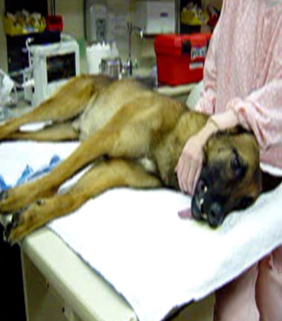 <ul><li><p>Not necessarily if sedation is adequate.</p></li><li><p>Ketamine 3 mg/kg IM </p><ul><li><p>Note the use of a subanesthetic dose of the dissociative (ketamine) to produce deeper sedation/ chemical restraint</p></li></ul></li></ul><p></p>