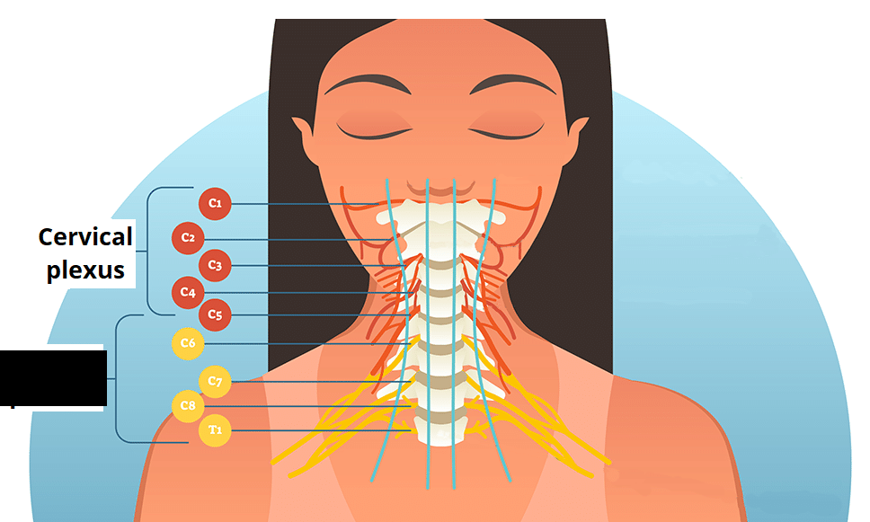 <p><span>C5-T1. Consists of the ventral rami from spinal nerves C5-T1. The rami form three trunks, and the trunks become six divisions, which again join to form three cords. </span></p><p><span>Five branches emerge from the three cords, which constitute the major nerves of the upper extremity. These include the axillary, radial, musculocutaneous, ulnar, and median nerves.</span></p>