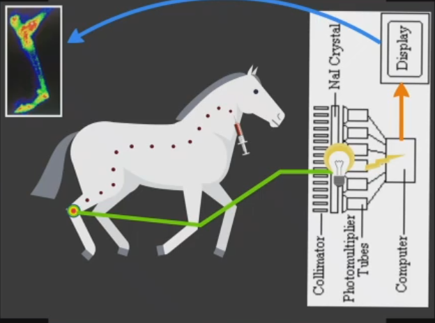 <ol type="1"><li><p><span>Isotope emits gamma rays from area of uptake</span></p></li><li><p><span>Rays pass through the collimator on camera</span></p></li><li><p><span>Rays interact with sodium iodide crystals within camera</span></p></li><li><p><span>Reaction causes rays to be scintillated into photon light energy</span></p></li><li><p><span>Photomultiplier tube converts the light waves into electrical pulses</span></p></li><li><p><span>If the pulses fall within the photo peak window they are transcribed into a digital image</span></p></li></ol><p></p>