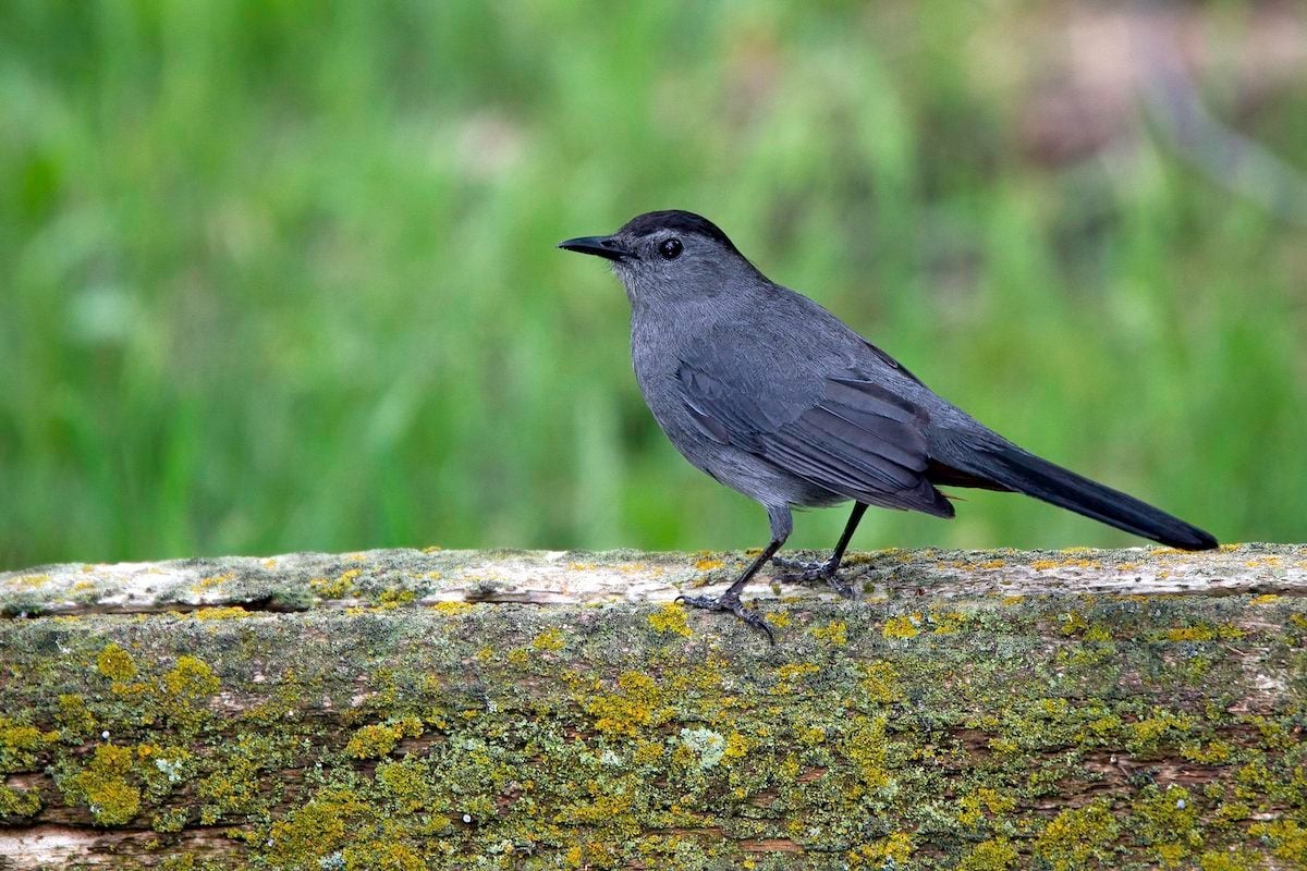 <p>Gray Catbird</p>