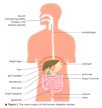 <ul><li><p>A — mouth (teeth, tongue, and salivary glands)</p></li><li><p>B — oesophagus</p></li><li><p>C — stomach</p></li><li><p>D — pancreas</p></li><li><p>E — large intestine</p></li><li><p>F — rectum</p></li><li><p>G — anus</p></li><li><p>H — appendix</p></li><li><p>I — small intestine</p></li><li><p>J — bile duct</p></li><li><p>K — duodenum</p></li><li><p>L — gall bladder</p></li><li><p>M — liver</p></li><li><p>N — diaphragm</p></li></ul><p></p>