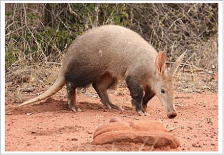 <p>What is the infraclass of the animal shown?</p>