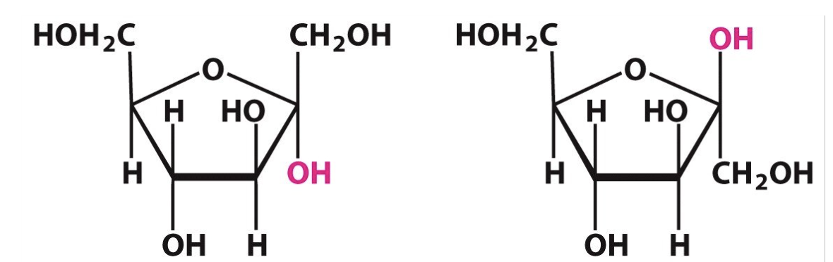 <p>Label the following sugars as having either alpha or beta configerations:</p>