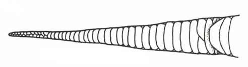 <p>What type of tail does this snake belong to?</p>