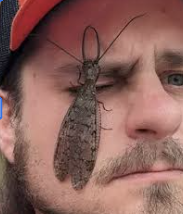 <p>dobsonflies and allies</p>