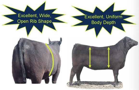 <p>when a cow has a deep shape, wide rib shape, and uniform depth</p>